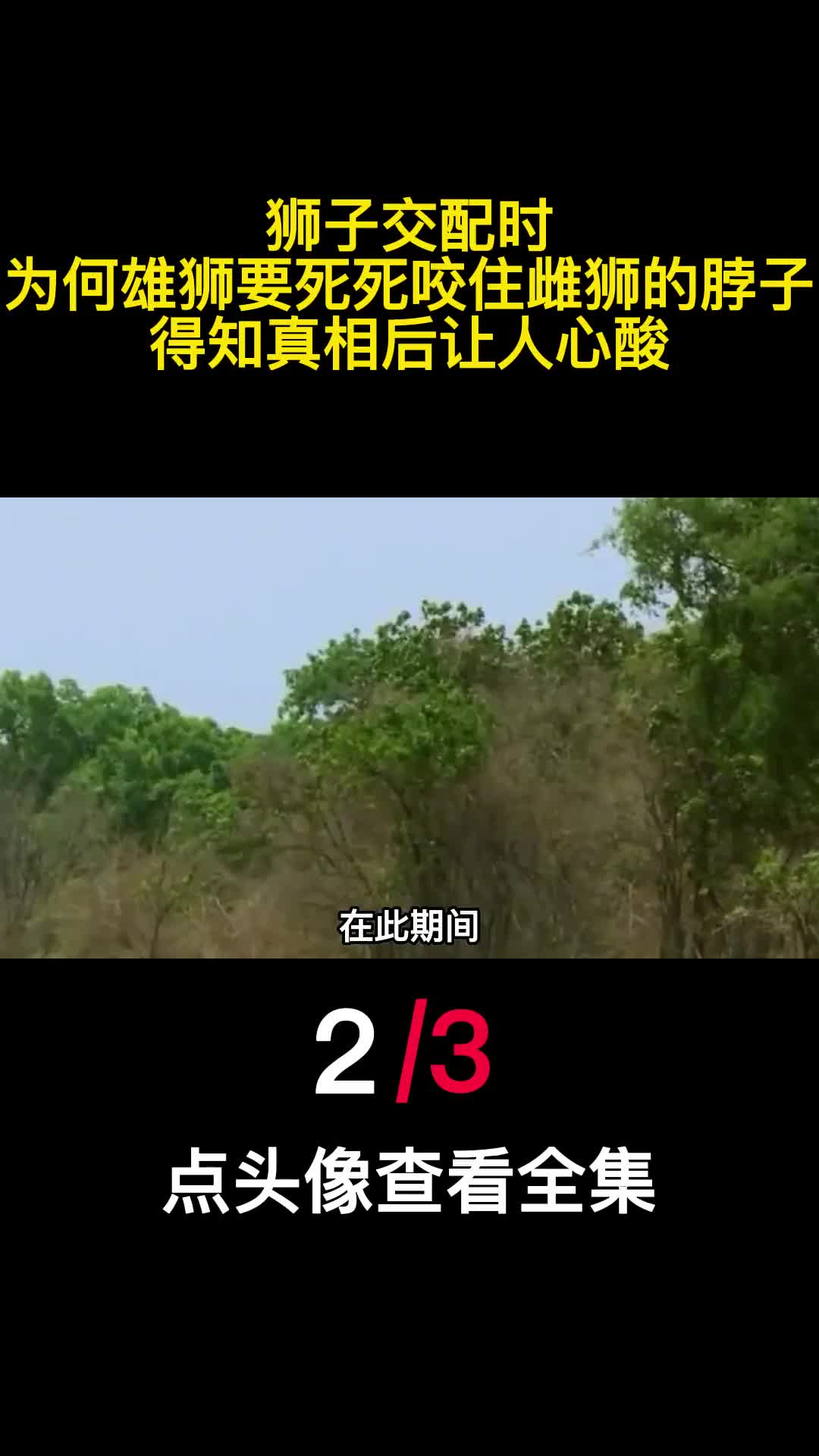 狮子交配时为何雄狮要死死咬住雌狮的脖子得知真相后让人心酸2