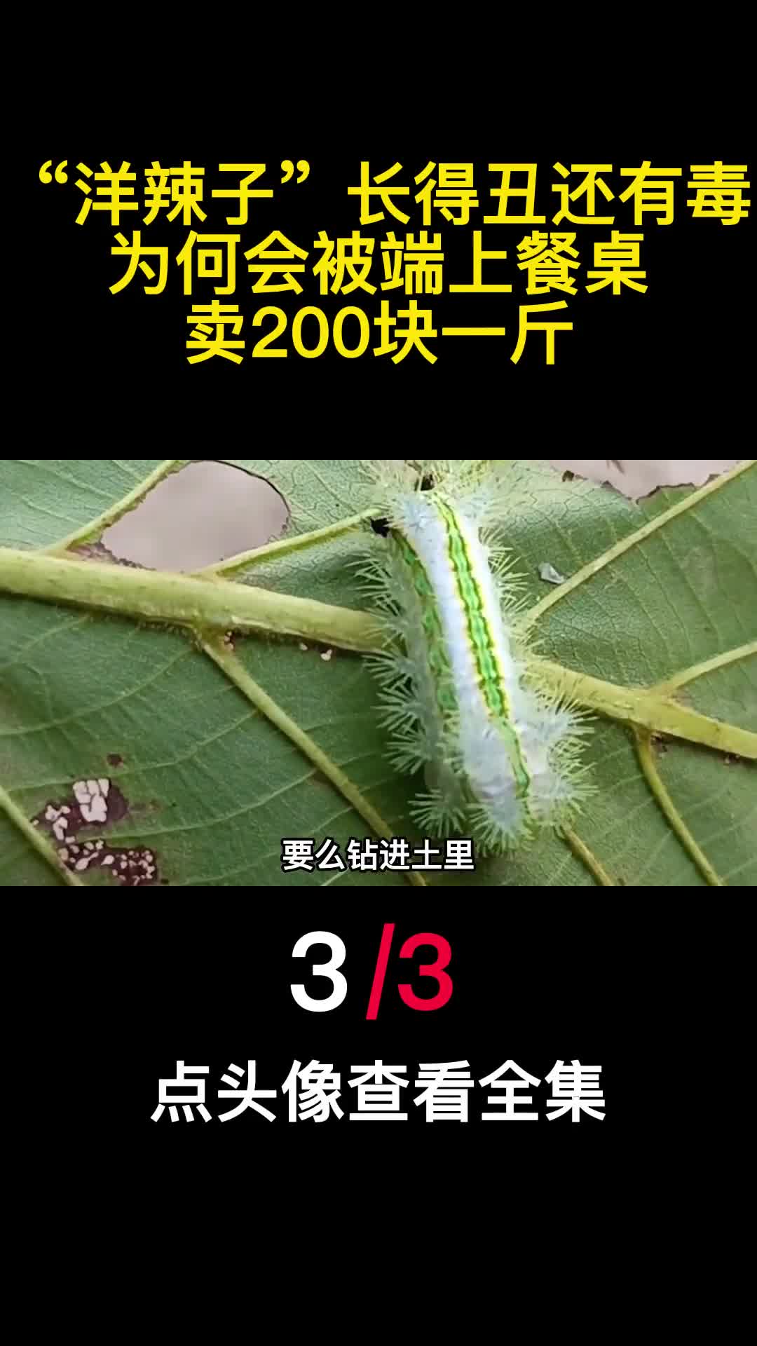 洋辣子长得丑还有毒为何会被端上餐桌卖200块一斤3