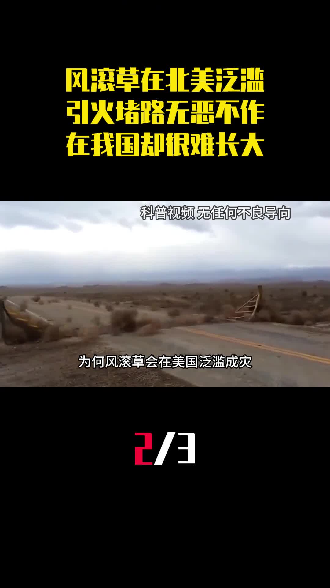 风滚草在北美泛滥引火堵路无恶不作为何在我国却很难长大2