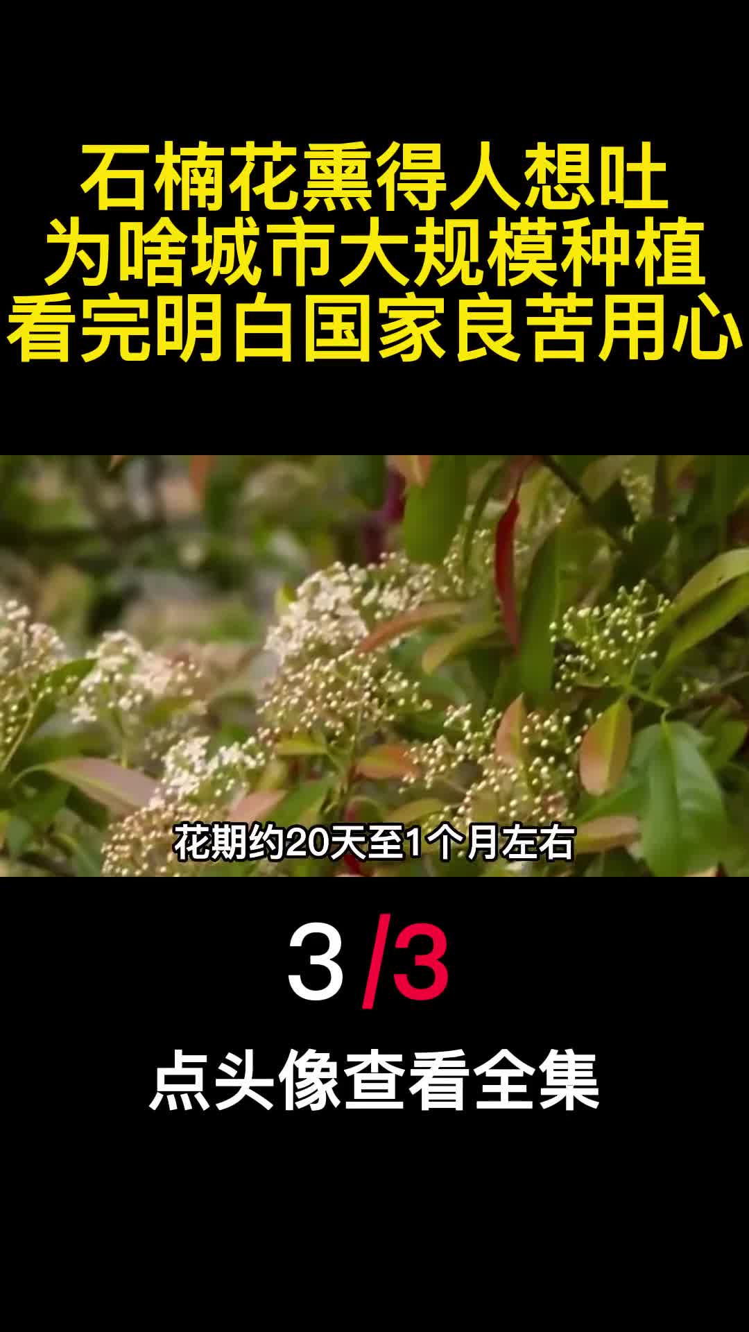 石楠花熏得人想吐为啥城市大规模种植看完明白国家良苦用心3