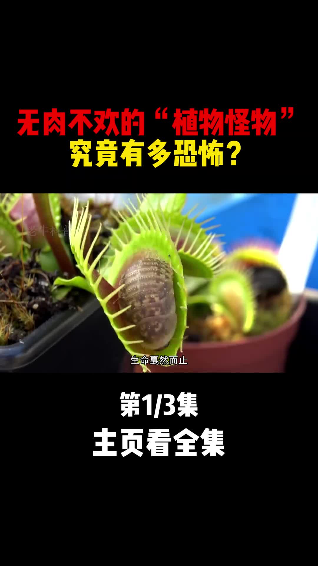 无肉不欢的植物怪物究竟有多恐怖1