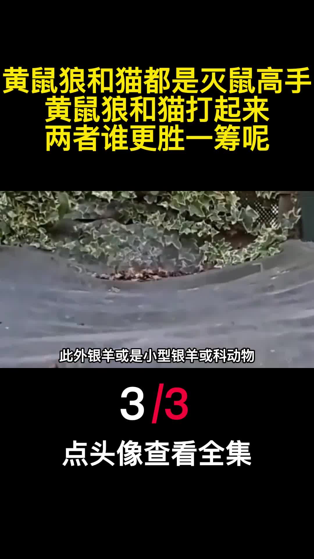 黄鼠狼和猫都是灭鼠高手黄鼠狼和猫打起来两者谁更胜一筹呢3