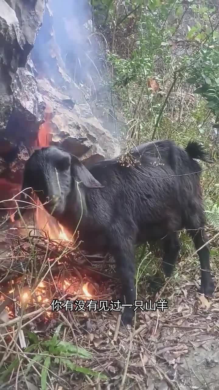 山羊为什么会自焚