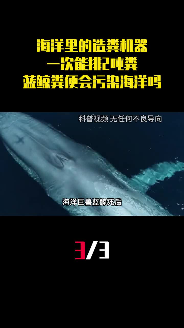 海洋里的造粪机器一次能排2吨粪蓝鲸粪便会污染海洋吗3
