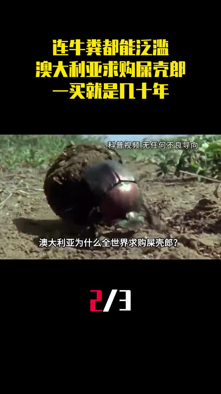 连牛粪都能泛滥澳大利亚全世界求购屎壳郎一买就是几十年2