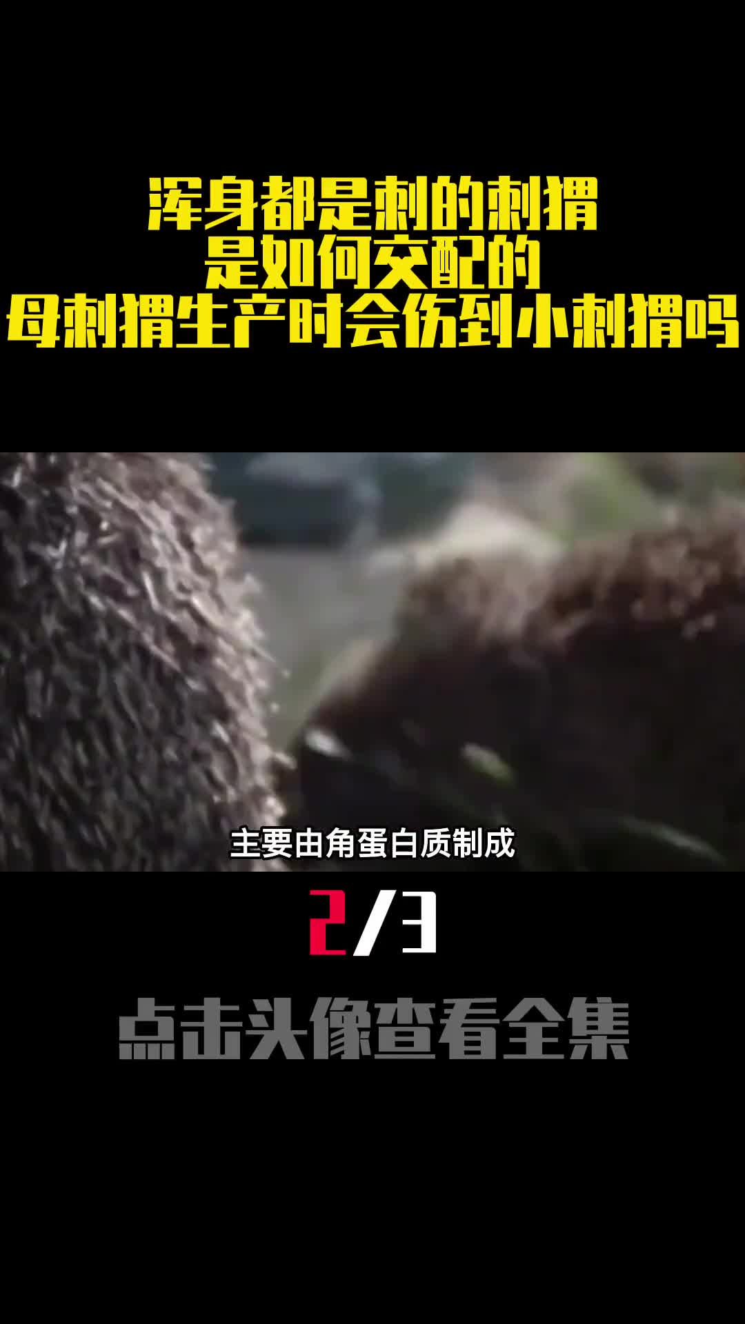 浑身都是刺的刺猬是如何交配的母刺猬生产时会伤到小刺猬吗2