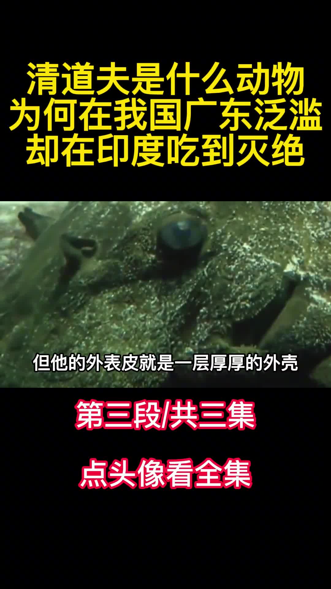 清道夫是什么动物为何在我国广东泛滥却在印度吃到灭绝3