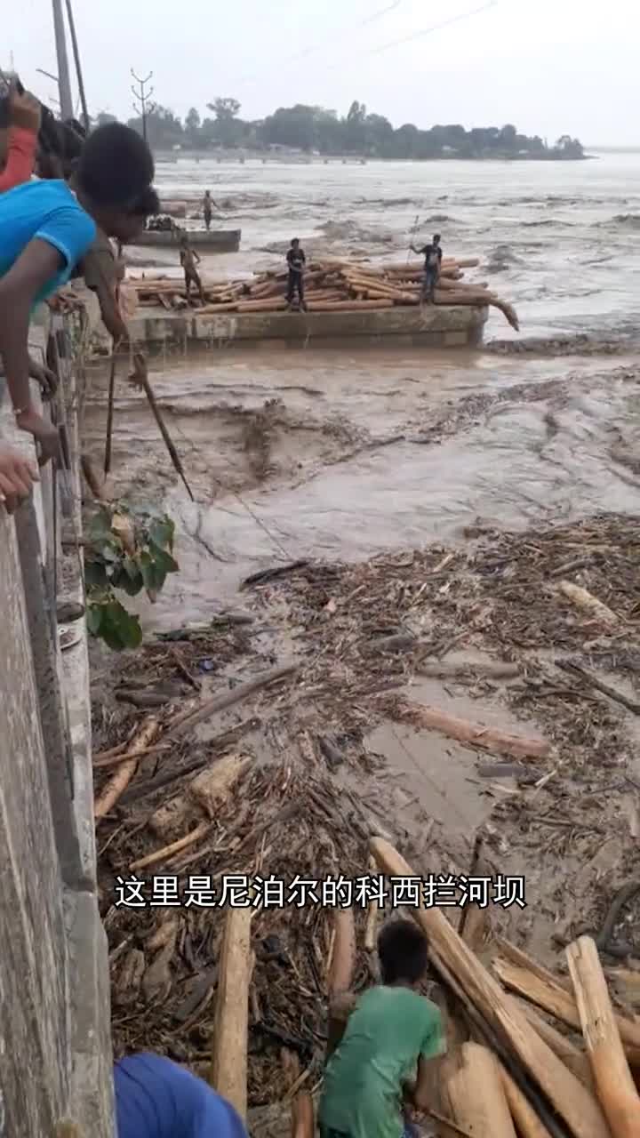 为什么这些人冒着危险打捞这些木头呢