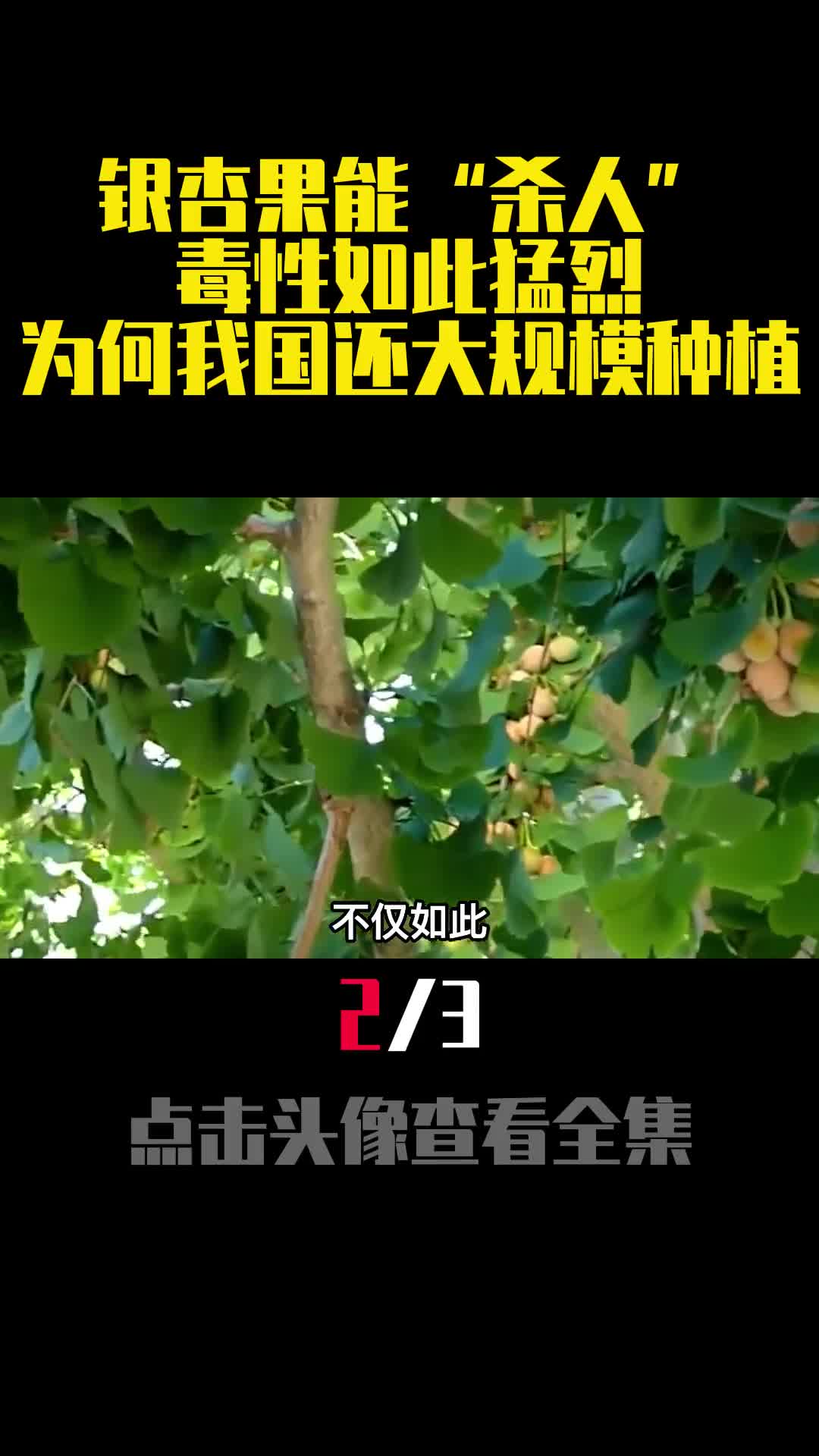 银杏果能杀人毒性如此猛烈为何我国还大规模种植2