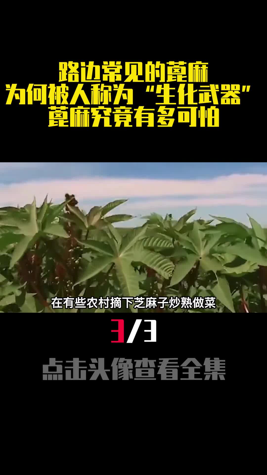 路边常见的蓖麻为何被人称为生化武器蓖麻究竟有多可怕3