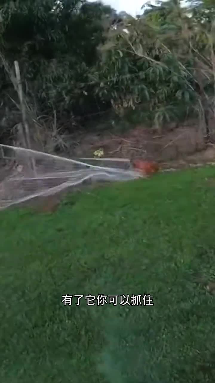 可以捕捉一切的网枪