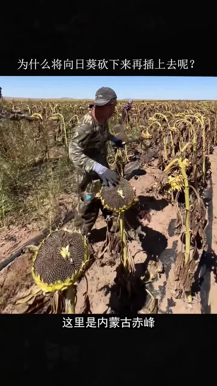 为什么将向日葵砍下来再插回去呢