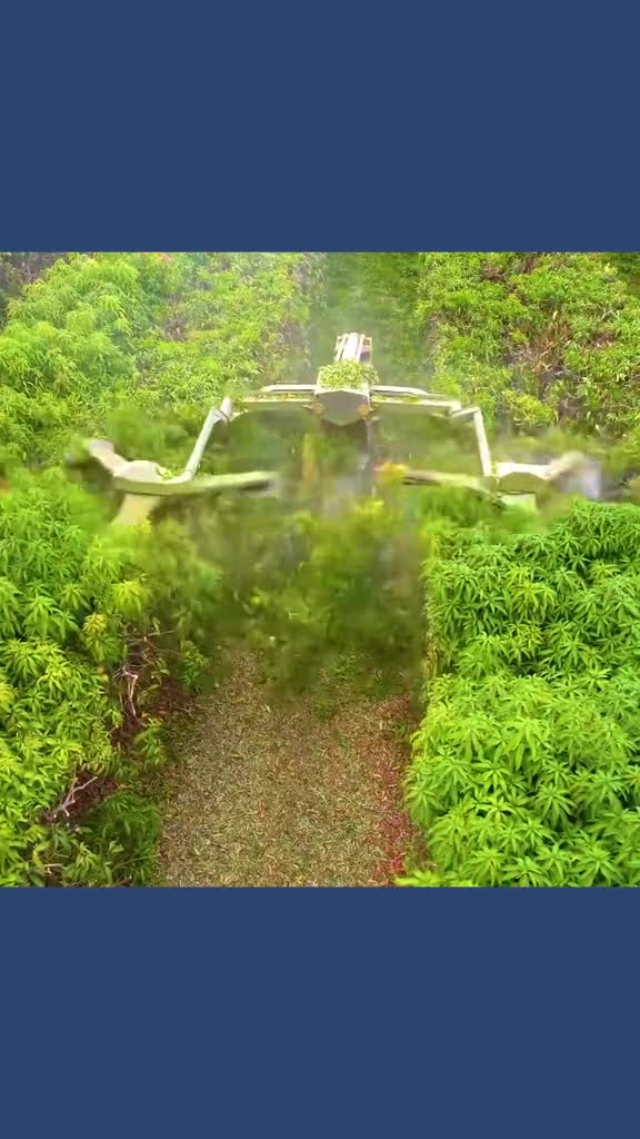 不可思议的大风扇修剪机贴着树顶旋转修剪过去立马变整齐