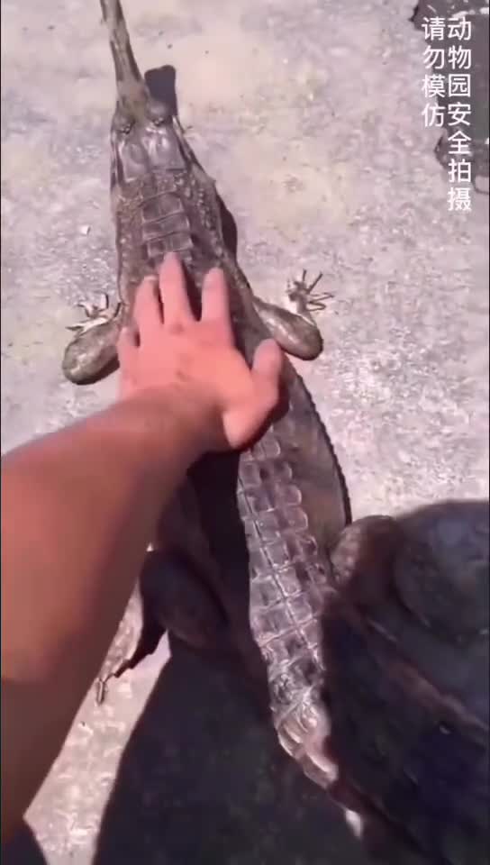 IQOO13如果长这样你会心动吗