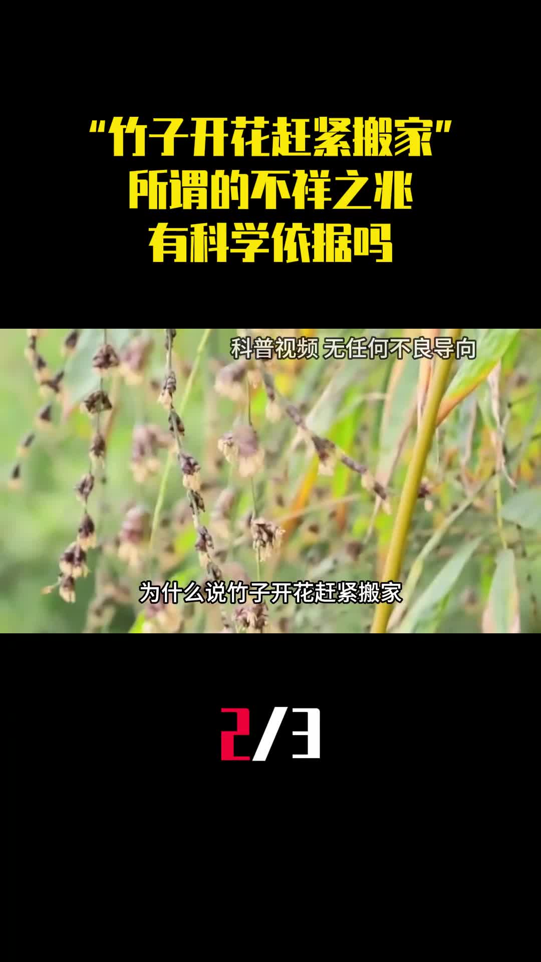 老话说竹子开花赶紧搬家所谓的不祥之兆有科学依据吗2