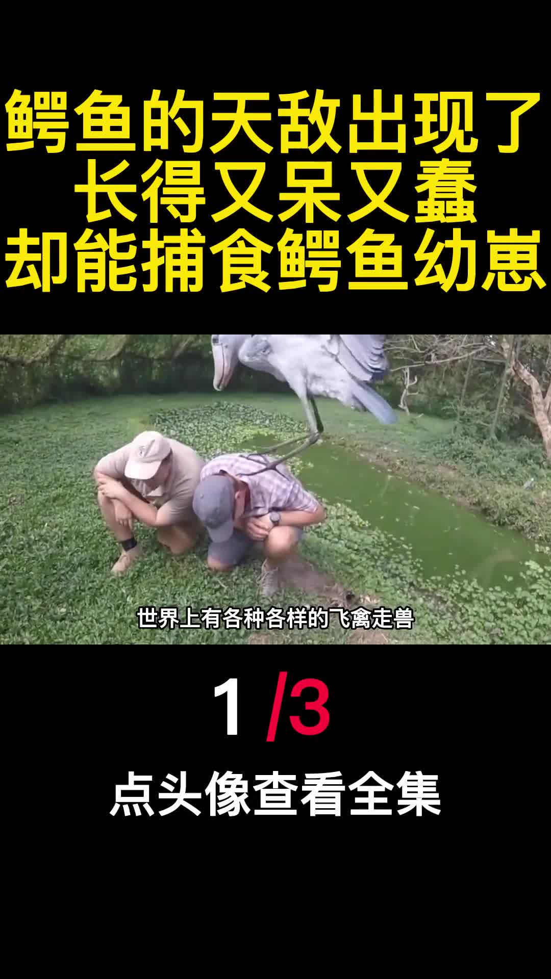 鳄鱼的天敌出现了长得又呆又蠢却能捕食鳄鱼幼崽1