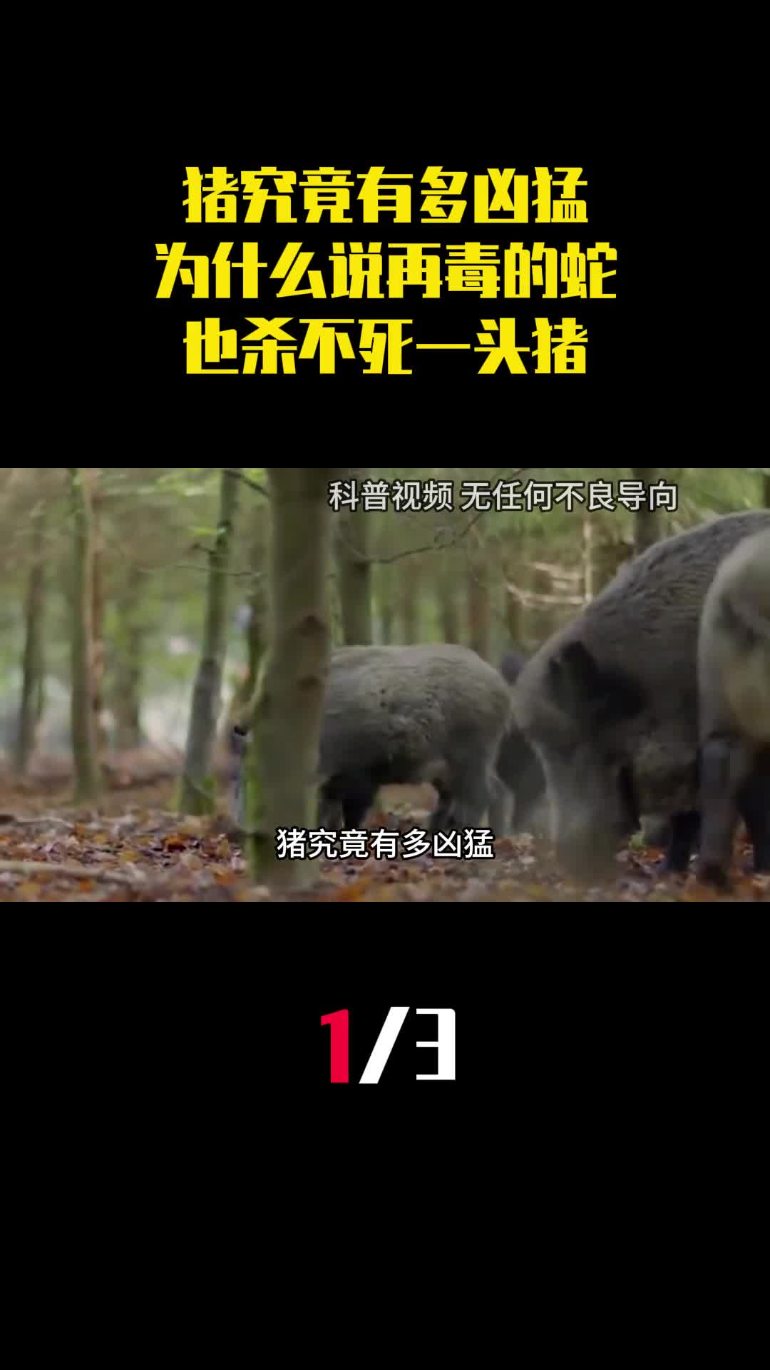 猪究竟有多凶猛为什么说再毒的蛇也杀不死一头猪1