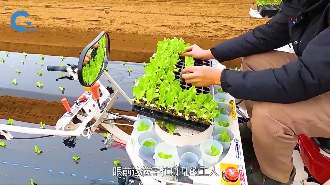 不可思议的秧苗移植机把幼苗放进旋转杯子中工作效率顶四个人