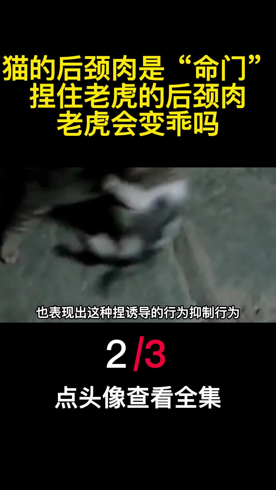 猫的后颈肉是命门捏住老虎的后颈肉老虎会变乖吗2
