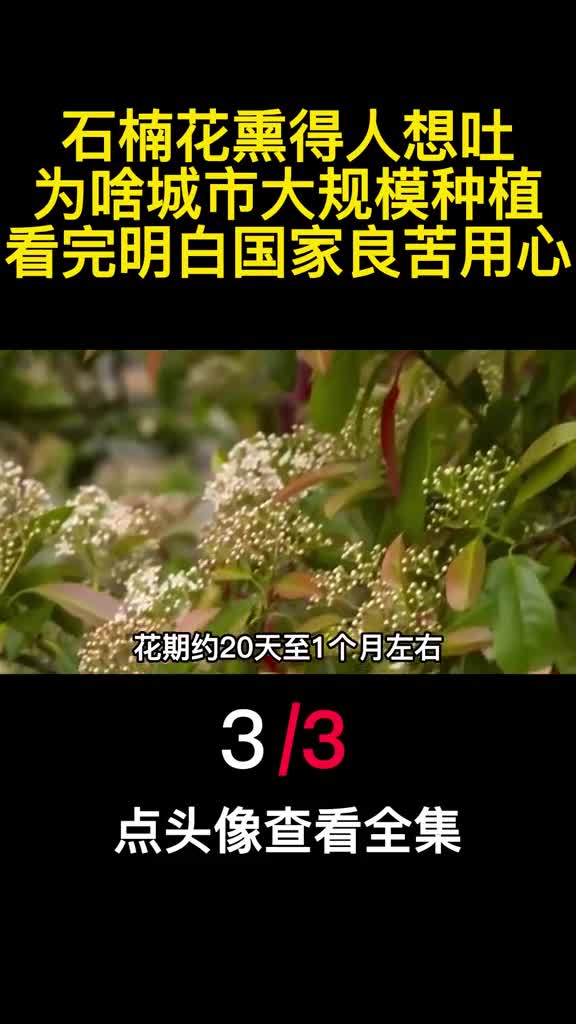 石楠花熏得人想吐为啥城市大规模种植看完明白国家良苦用心3