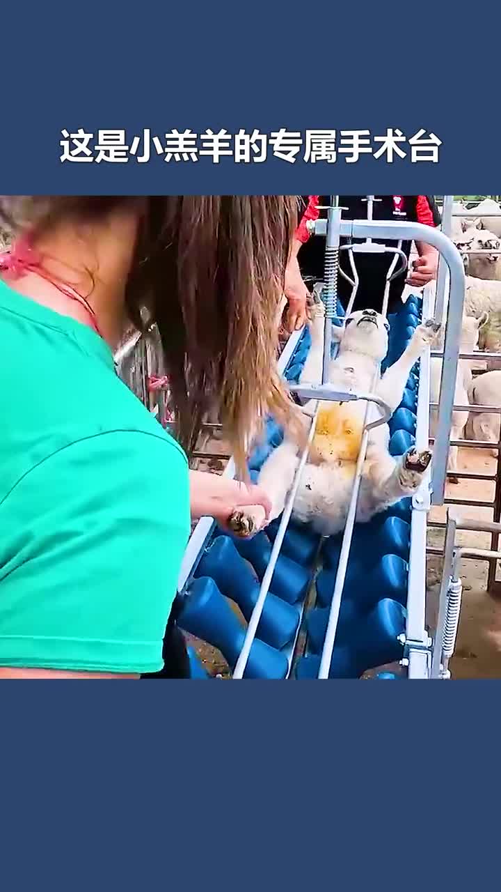 专为羔羊发明的滑轨固定住头部和四肢方便注射疫苗和去尾工作
