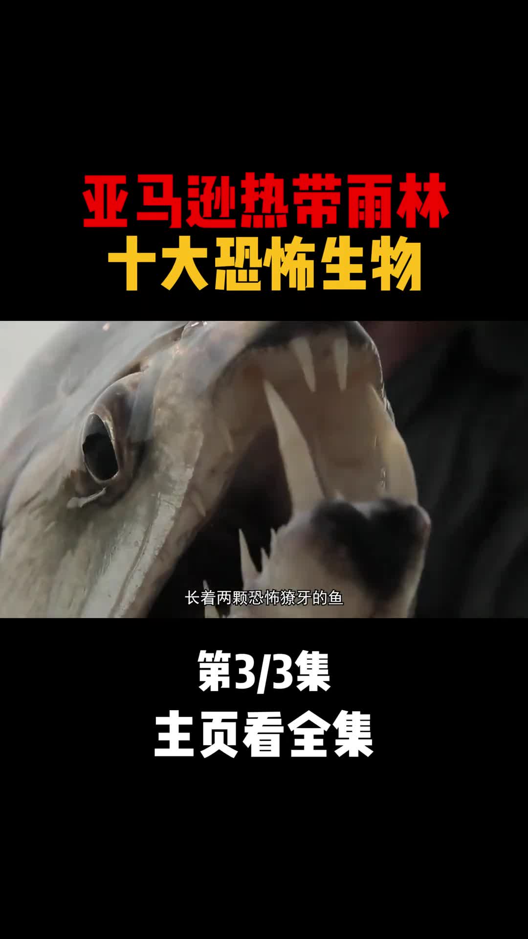 亚马逊雨林十大恐怖生物箭毒蛙排第九第二名令所有男人坦之色变