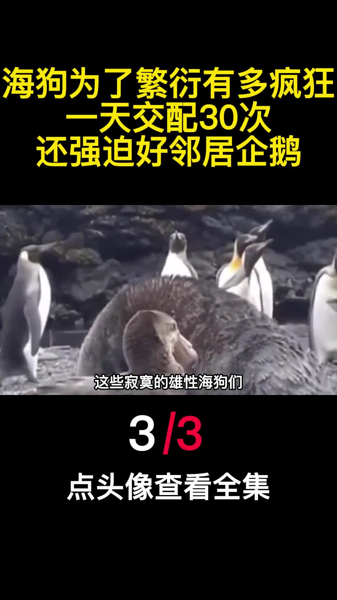 海狗为了繁衍有多疯狂一天交配30次还强迫好邻居企鹅3