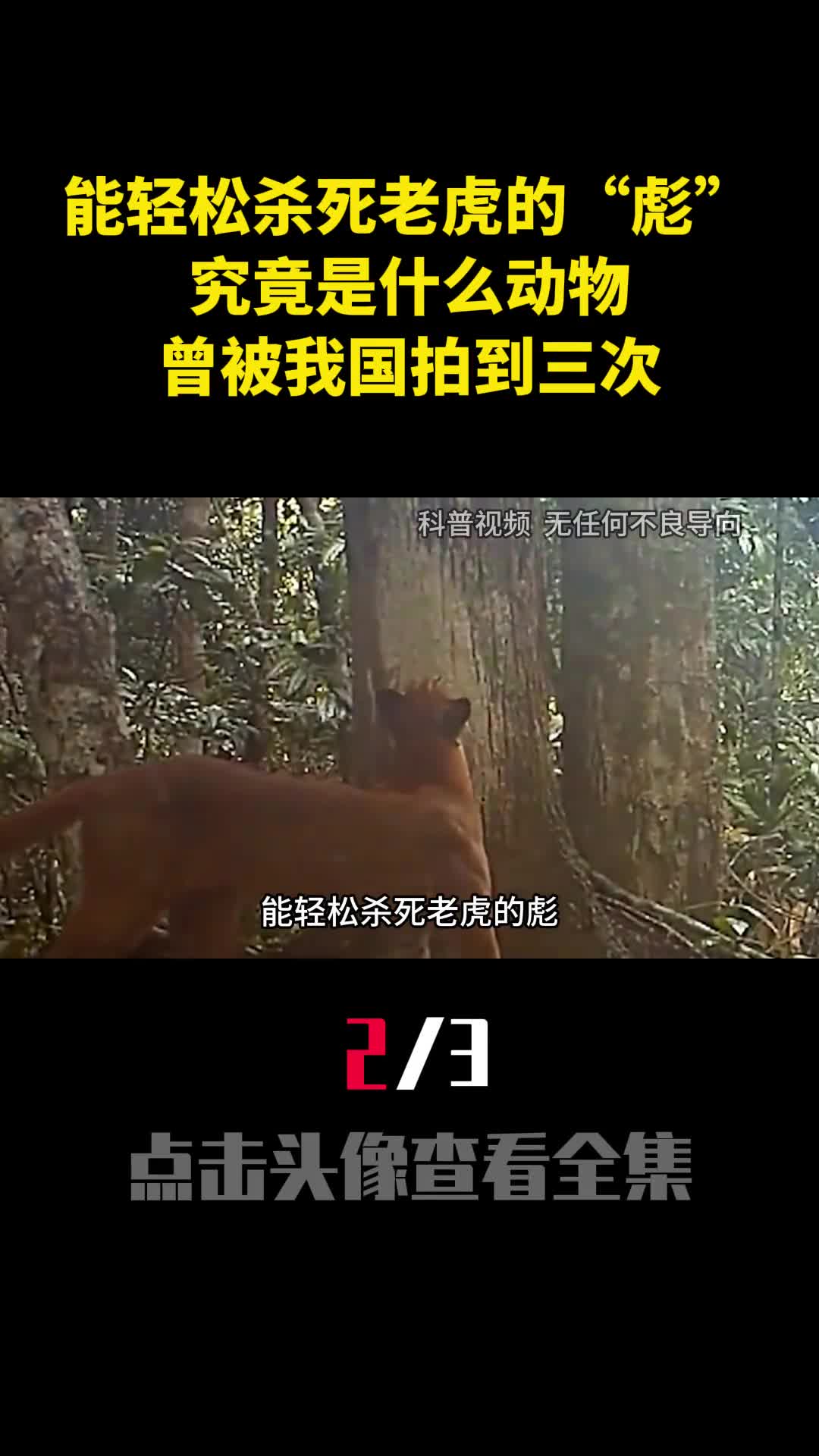 能轻松杀死老虎的彪究竟是什么动物曾被我国拍到三次2