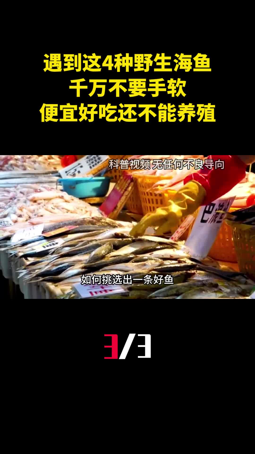 遇到这4种野生海鱼千万不要手软便宜好吃还不能养殖3