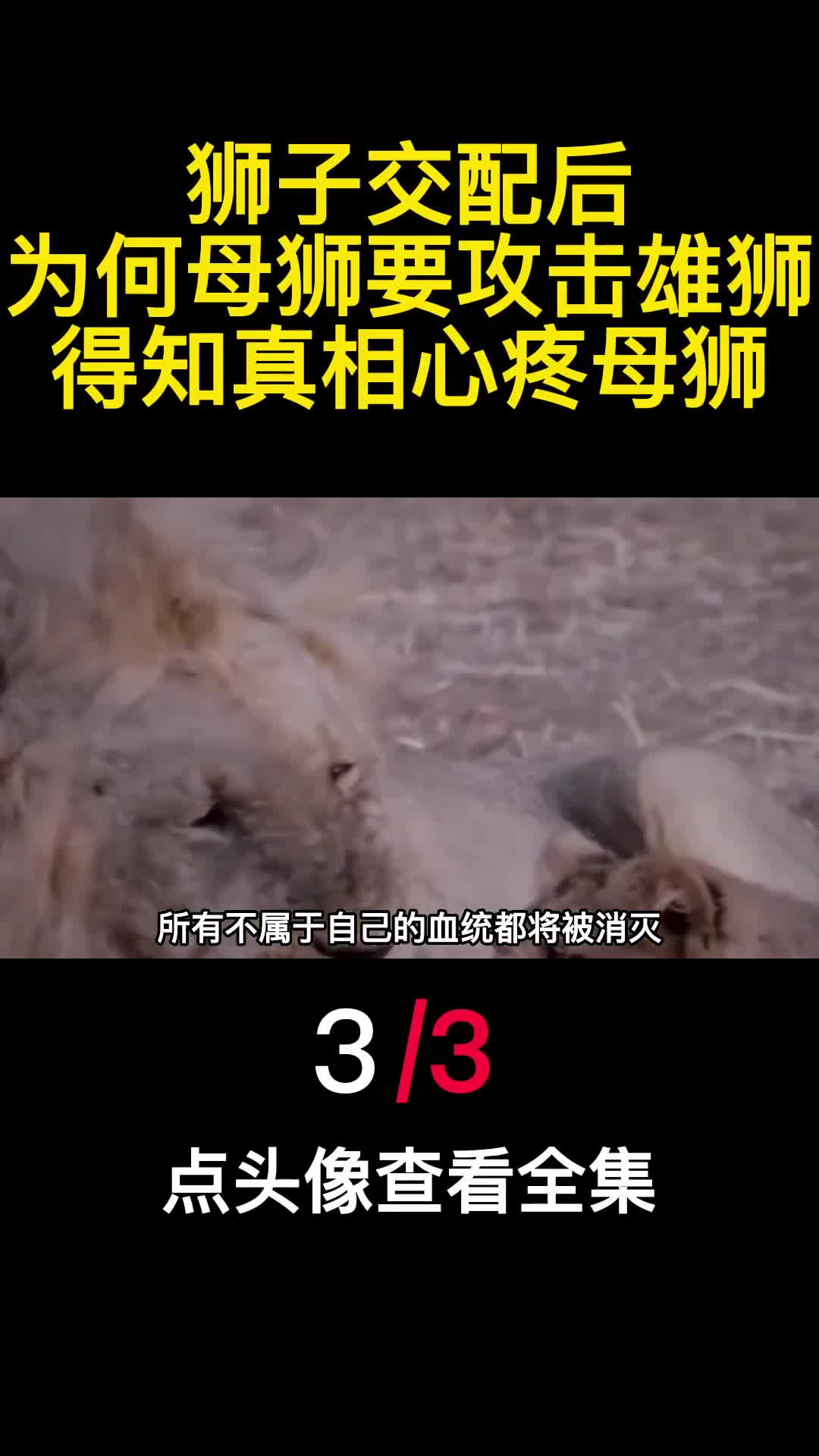 狮子交配后为何母狮要攻击雄狮得知真相心疼母狮3
