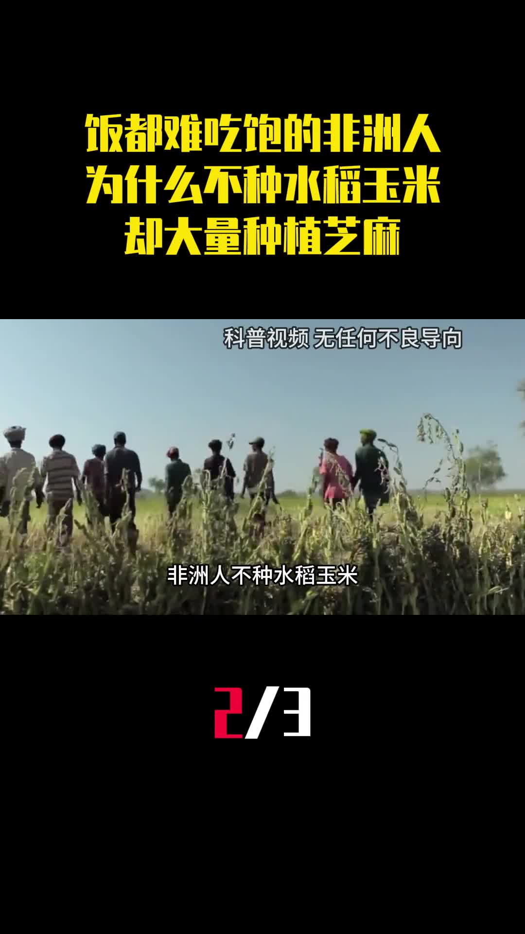 饭都难吃饱的非洲人为什么不种水稻玉米却大量种植芝麻2