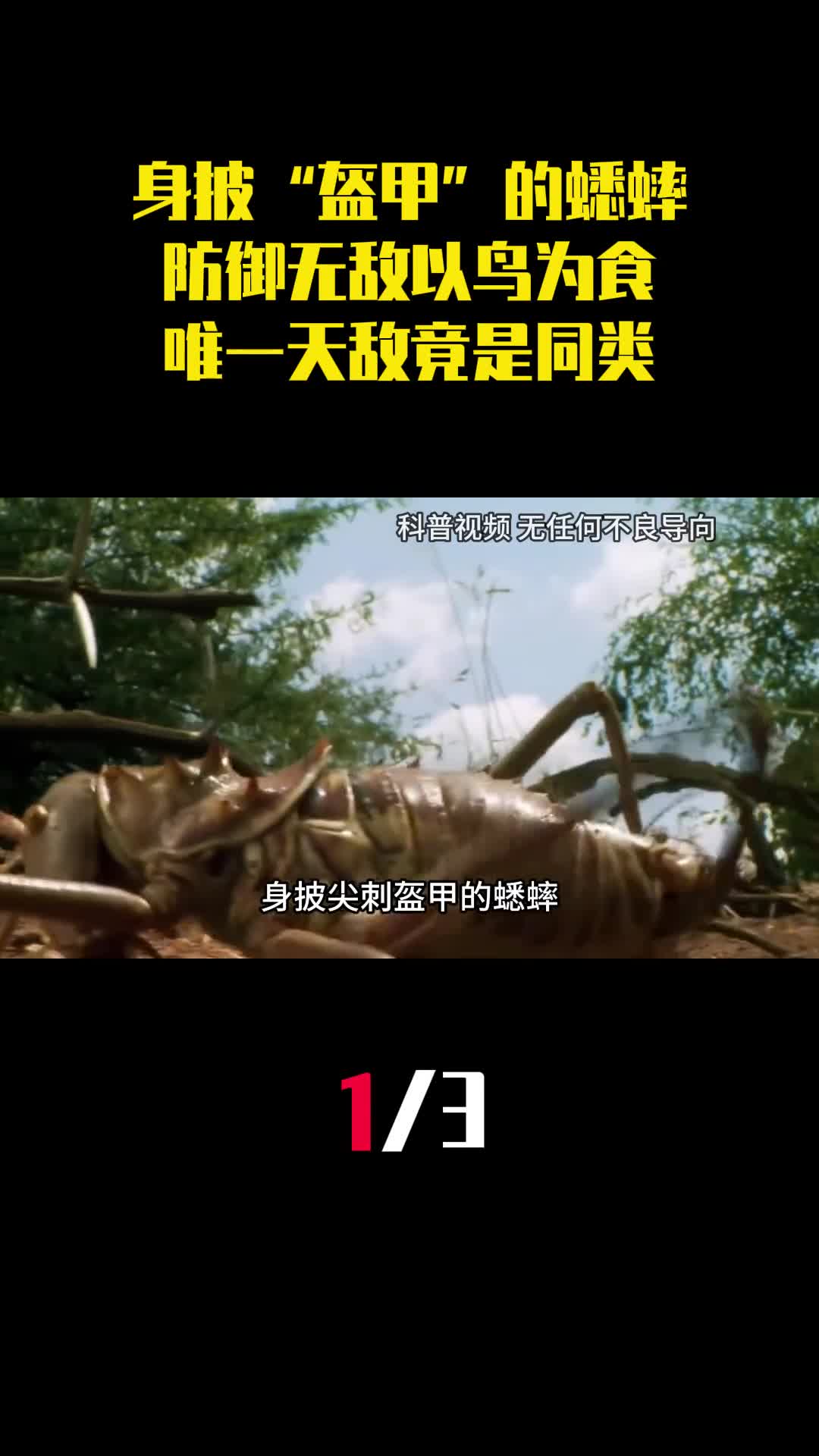 身披尖刺盔甲的蟋蟀防御无敌以鸟为食唯一天敌竟是同类1