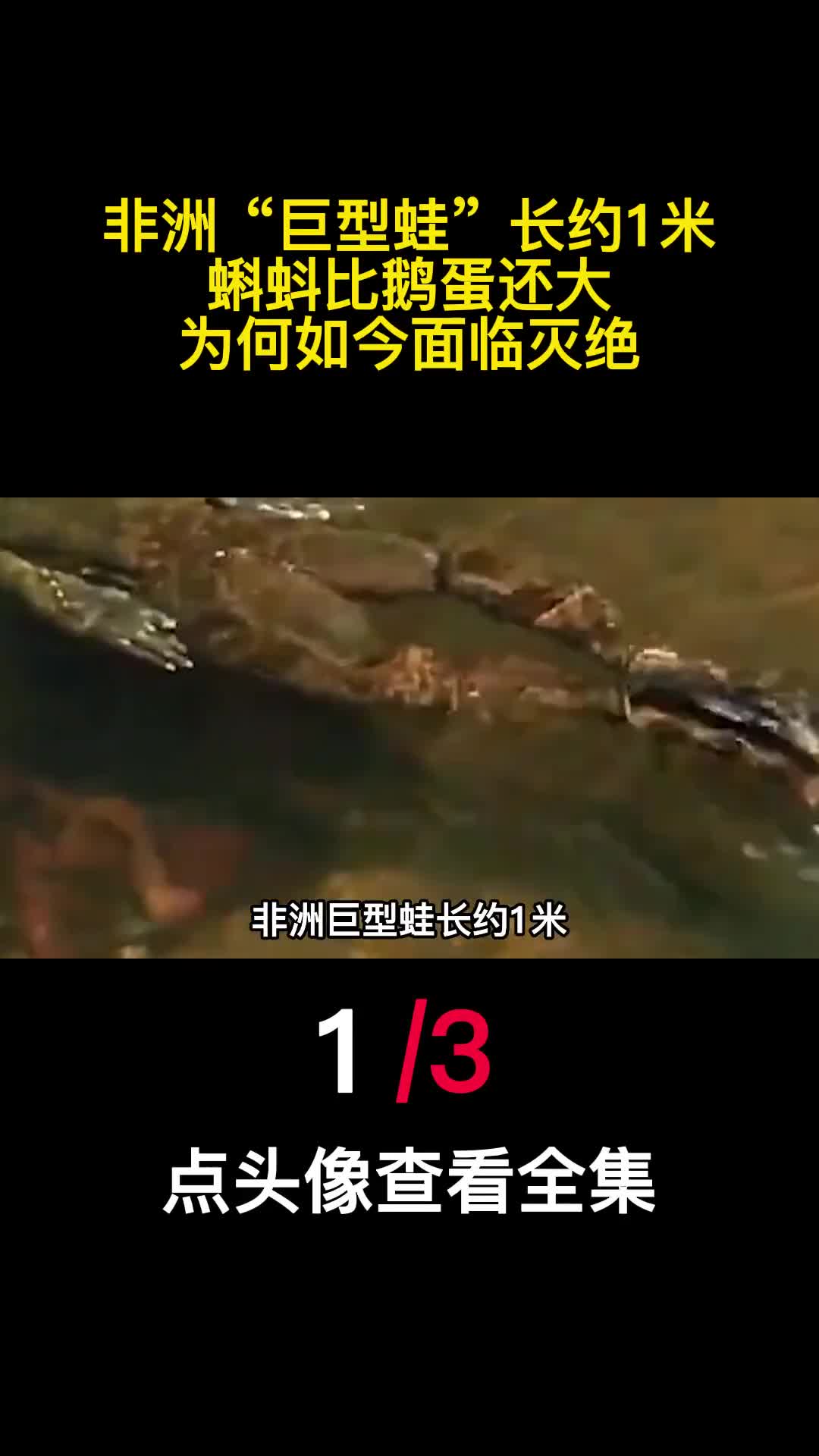 非洲巨型蛙长约1米蝌蚪比鹅蛋还大为何如今面临灭绝1