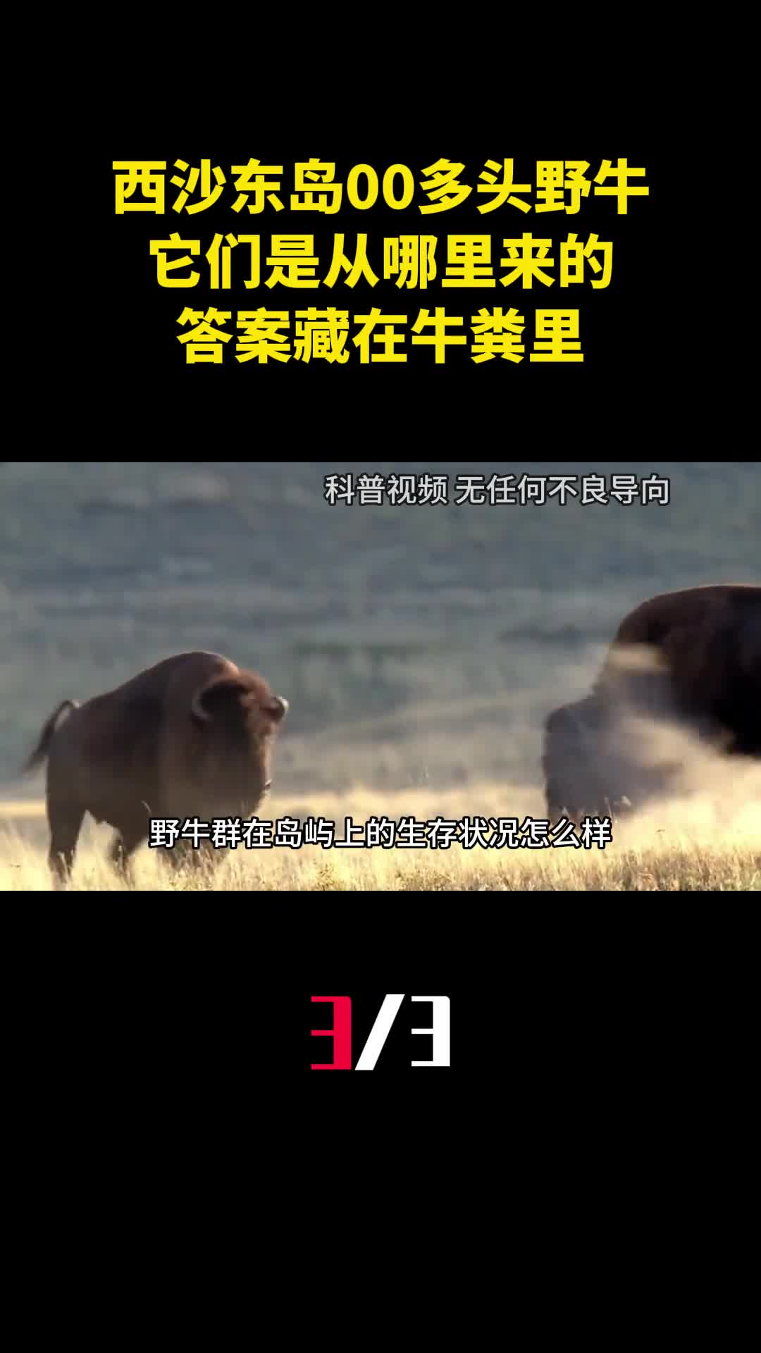 西沙东岛发现400多头野牛它们是从哪里来的答案藏在牛粪里3