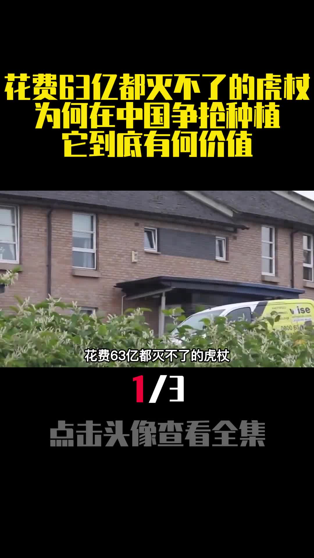 花费63亿都灭不了的虎杖为何在中国争抢种植它到底有何价值1