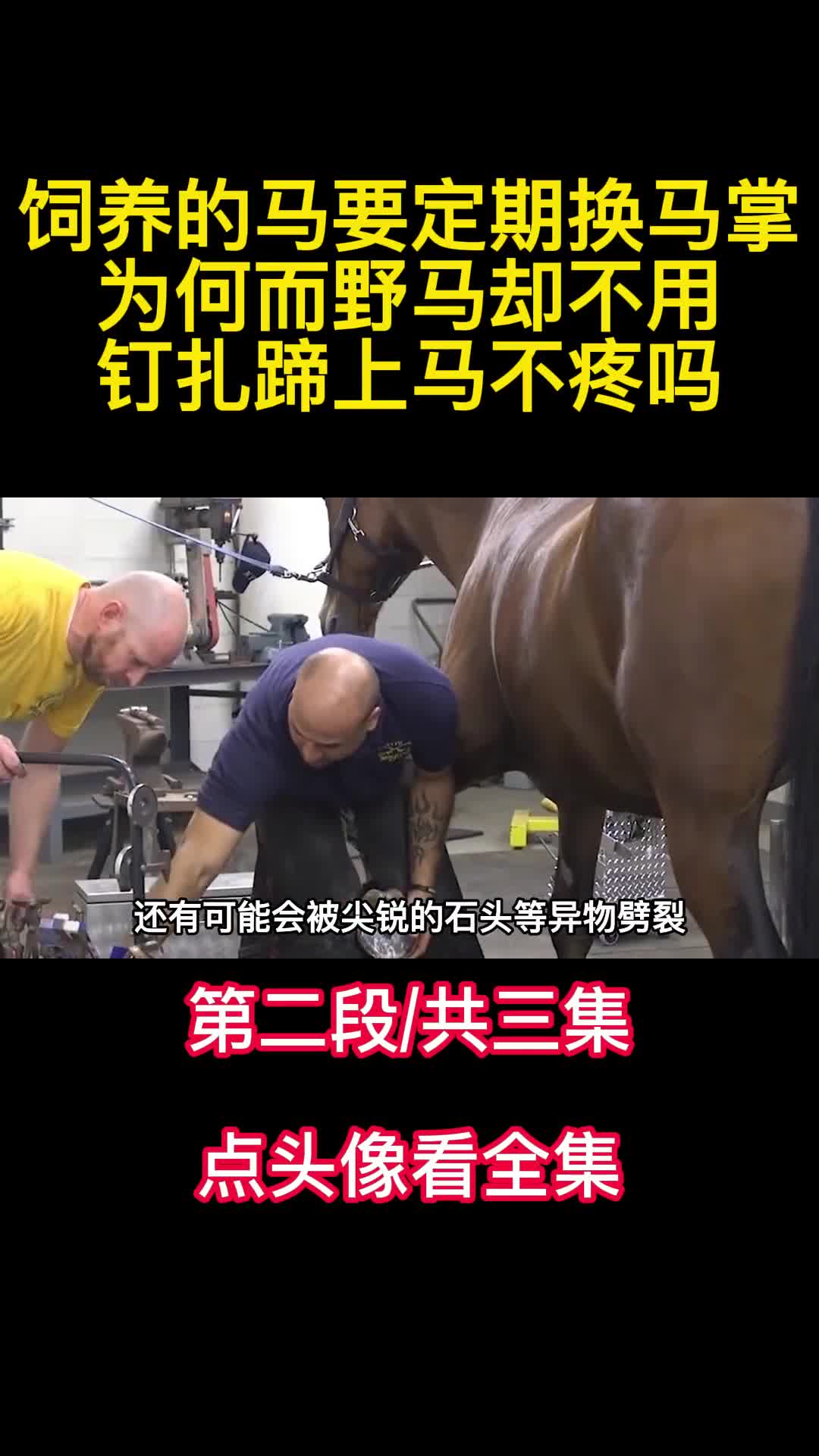 饲养的马要定期换马掌为何而野马却不用钉扎蹄上马不疼吗2