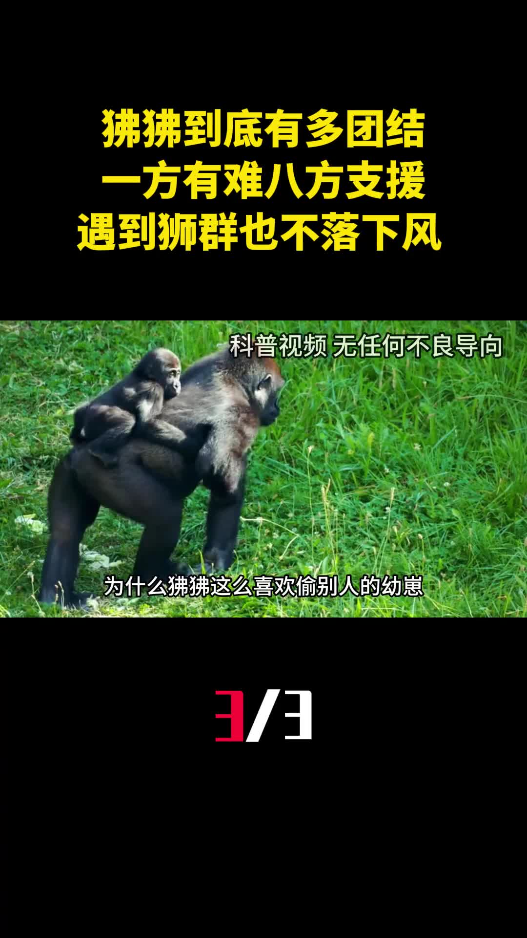 狒狒到底有多团结一方有难八方支援遇到狮群也毫不落下风3