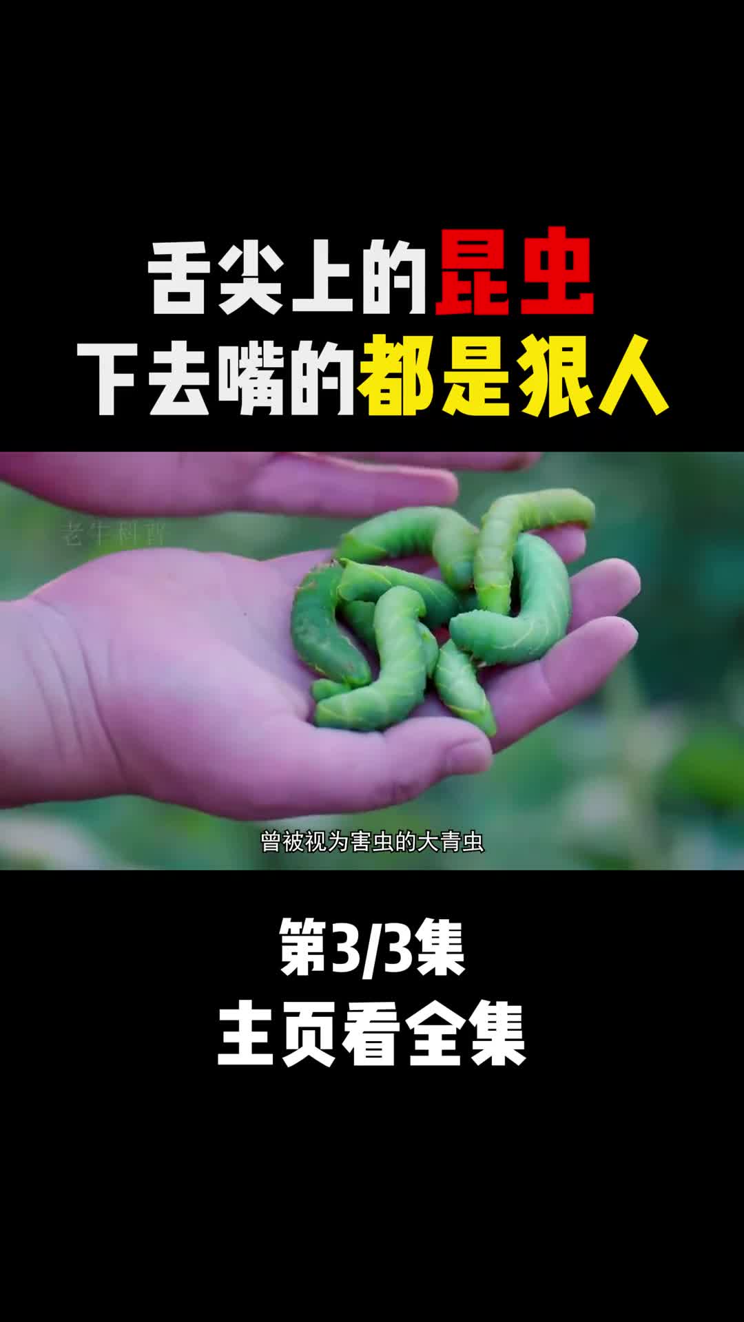 舌尖上的昆虫下去嘴的都是狠人
