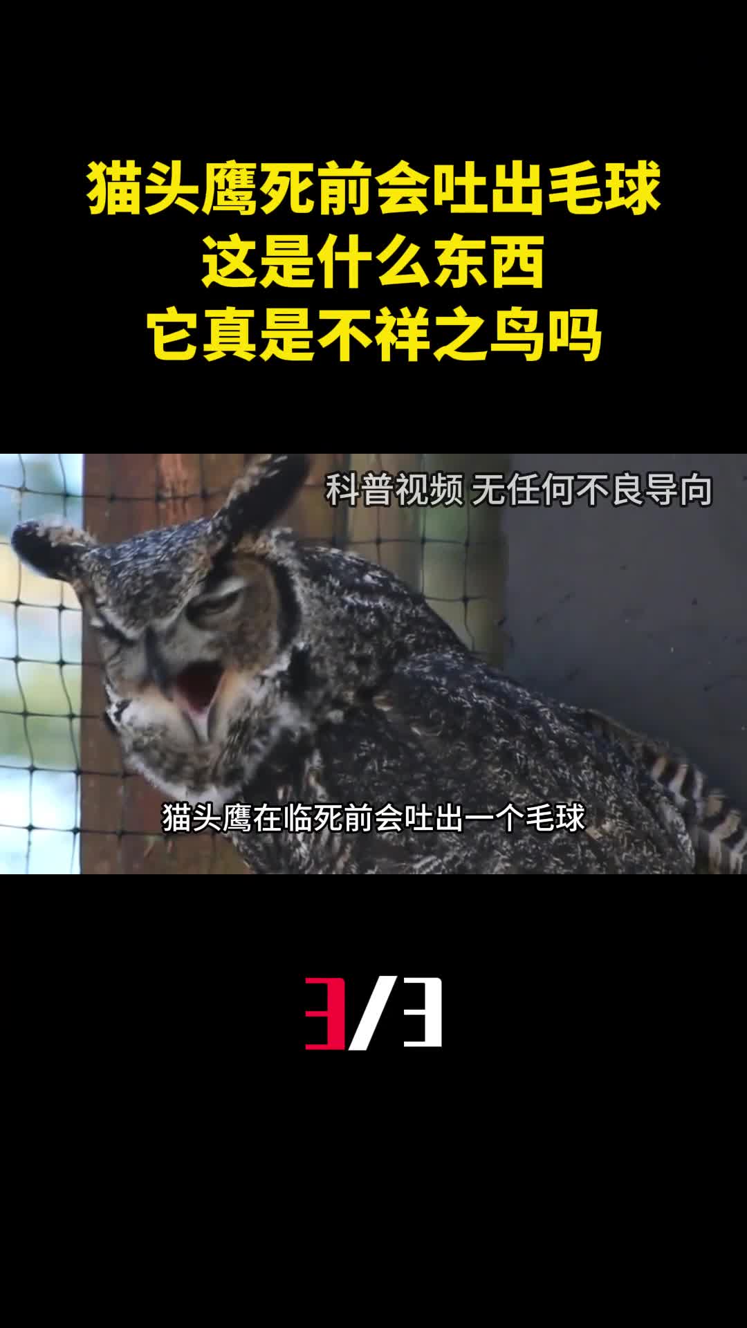 猫头鹰死前会吐出毛球这是什么东西它真是不祥之鸟吗3