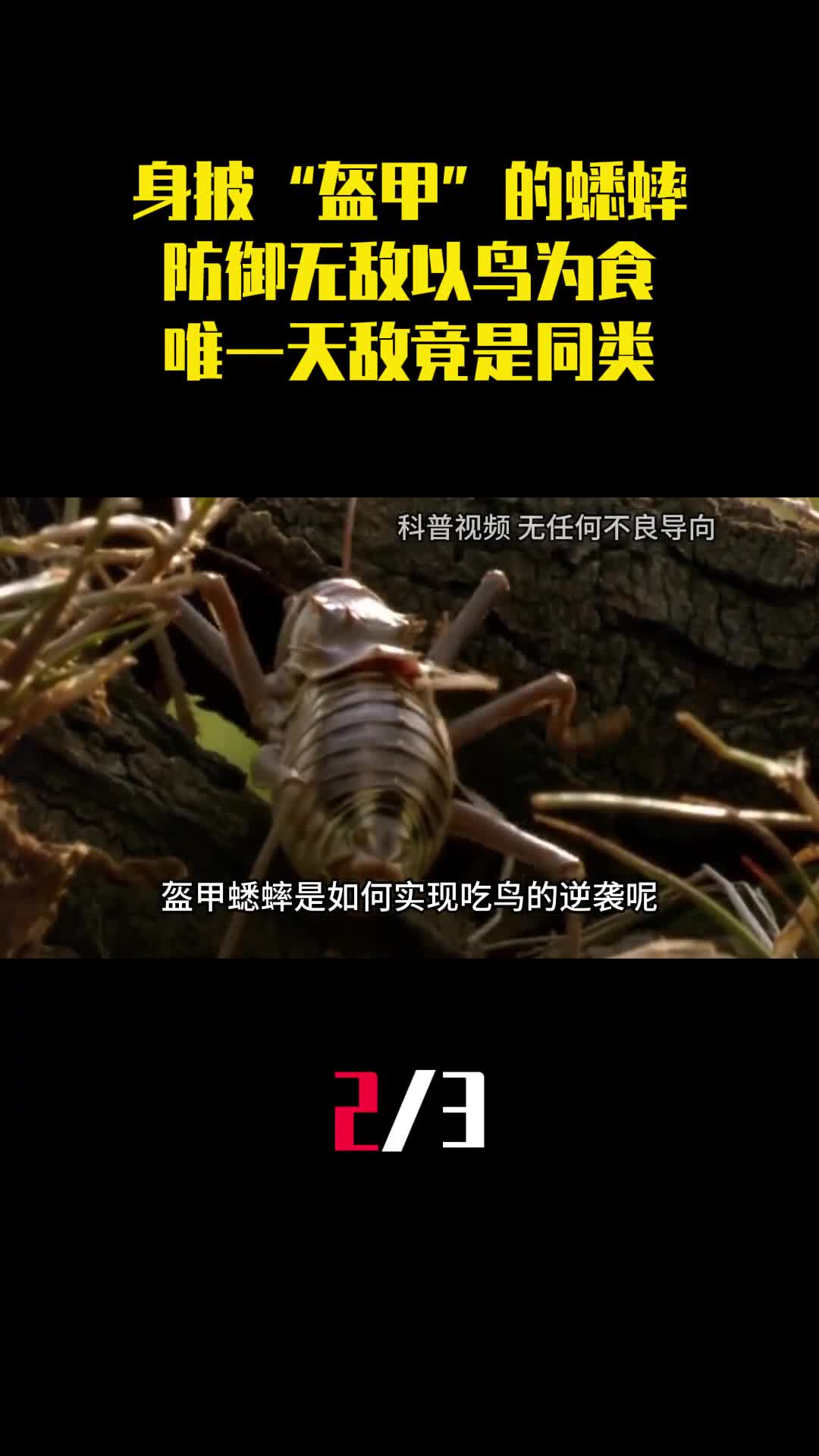 身披尖刺盔甲的蟋蟀防御无敌以鸟为食唯一天敌竟是同类2