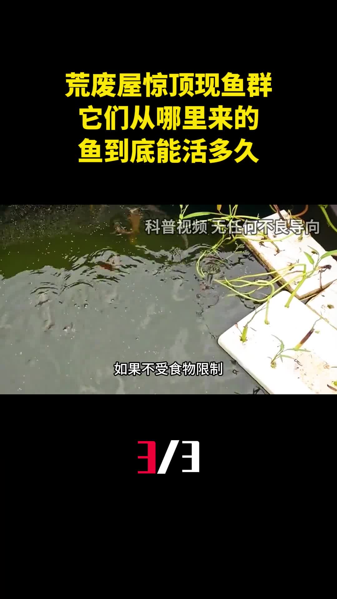 荒废20年的屋顶惊现鱼群它们从哪里来的鱼到底能活多久3