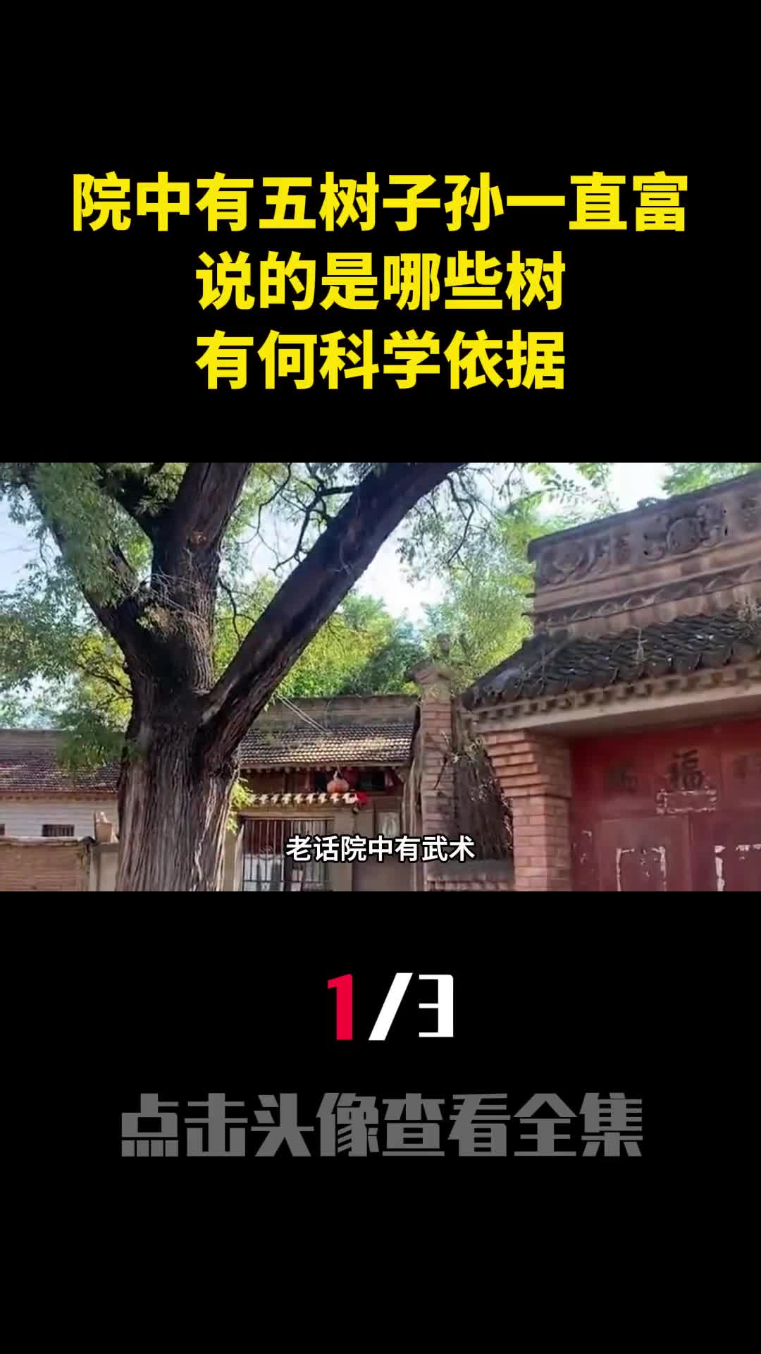 老话院中有五树子孙一直富说的是哪些树有何科学依据1
