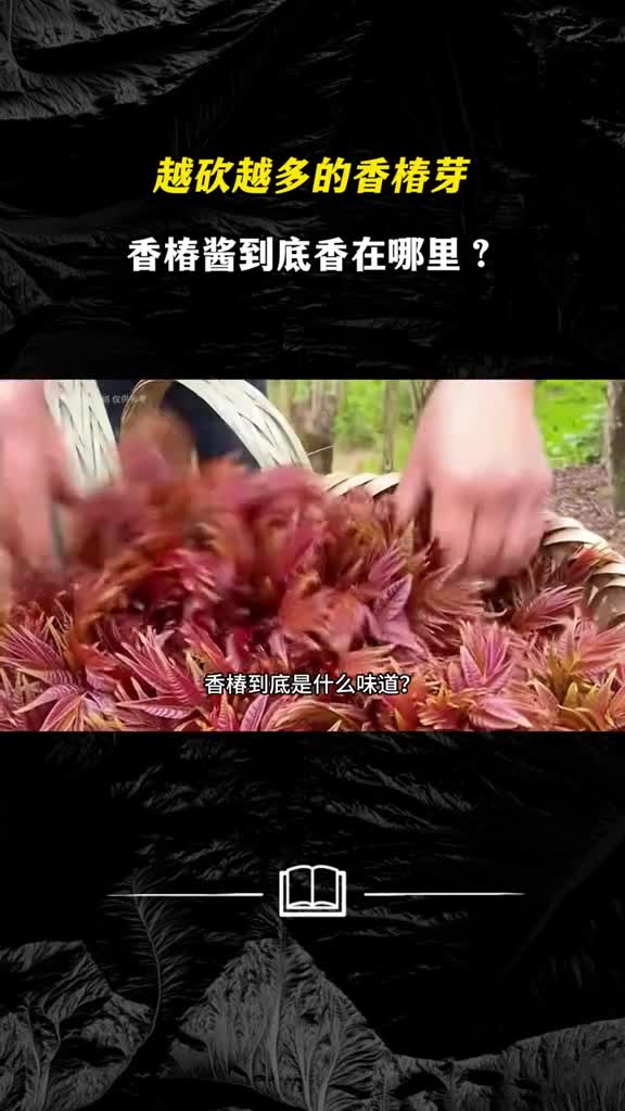 越砍越多的香椿芽香椿酱到底香在哪里