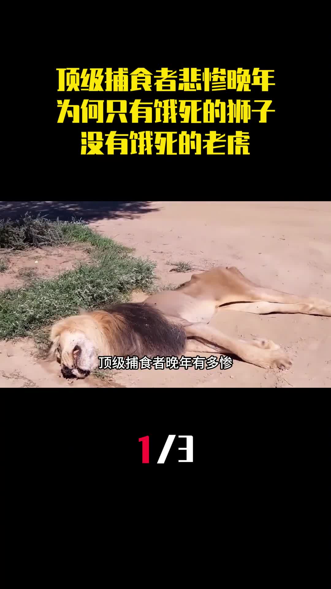 顶级捕食者晚年有多惨为何说只有饿死的狮子没有饿死的老虎1
