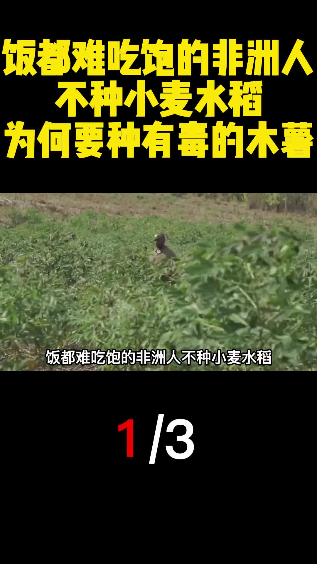 饭都难吃饱的非洲人不种小麦水稻为何要种有毒的木薯1