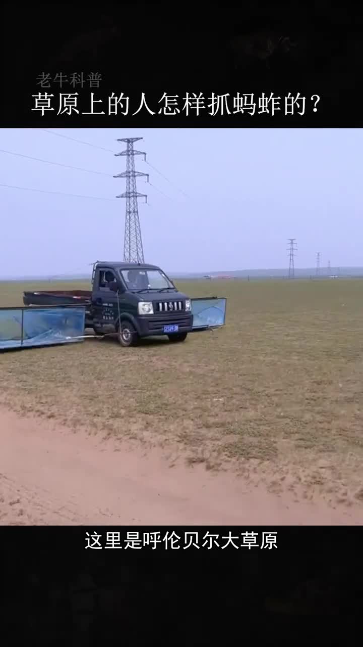 草原上的人是怎样抓蚂蚱的