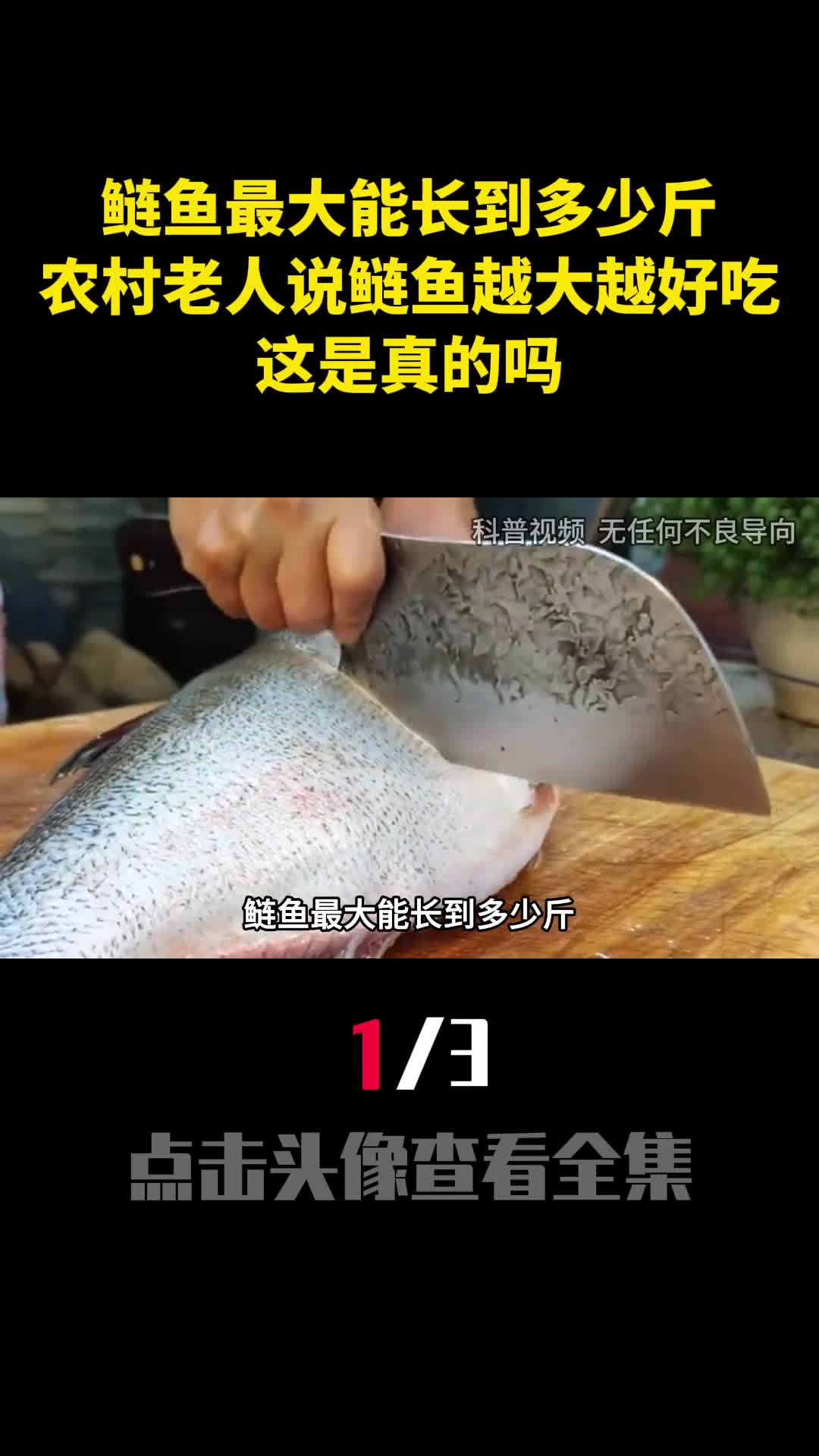 鲢鱼最大能长到多少斤农村老人说鲢鱼越大越好吃这是真的吗1