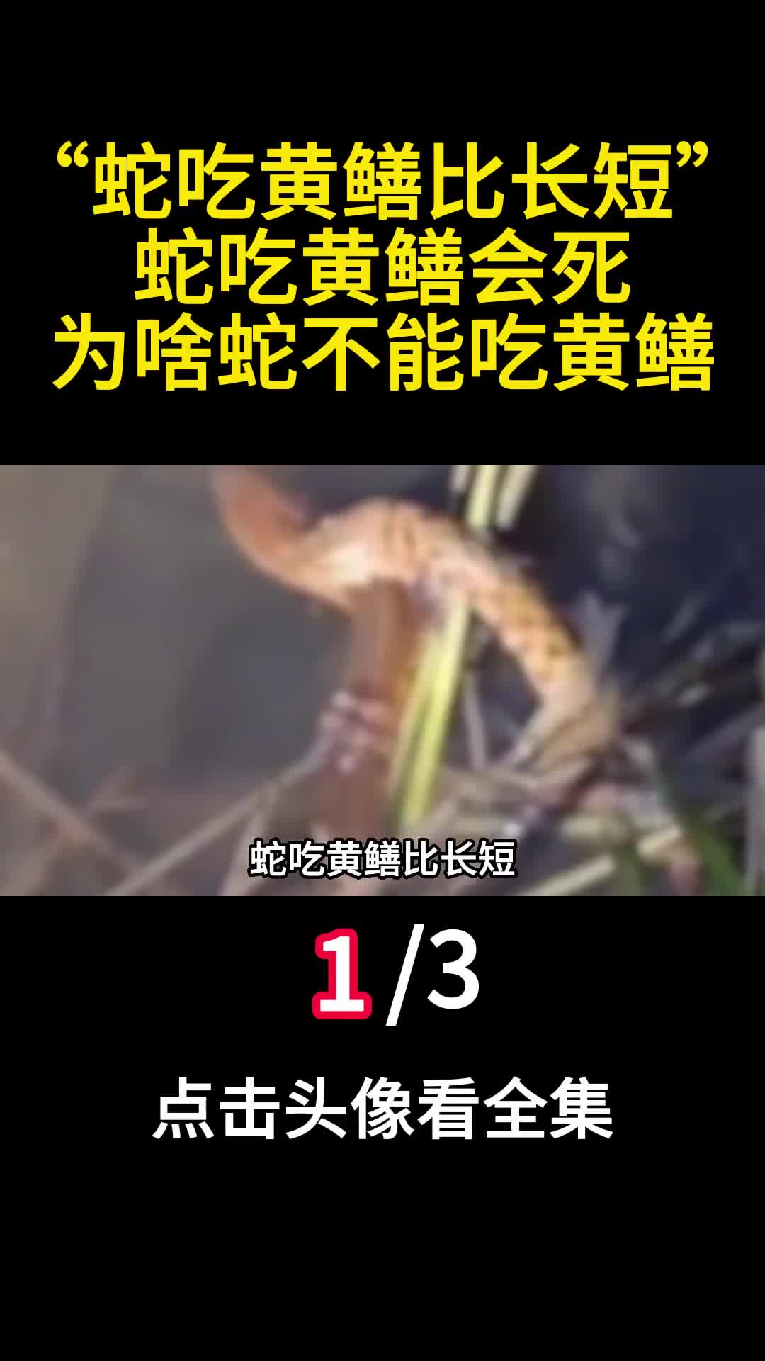 蛇吃黄鳝比长短蛇吃黄鳝会死为啥蛇不能吃黄鳝1