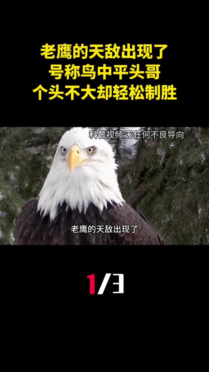 老鹰的天敌出现了号称鸟中平头哥个头不大却能轻松制胜1