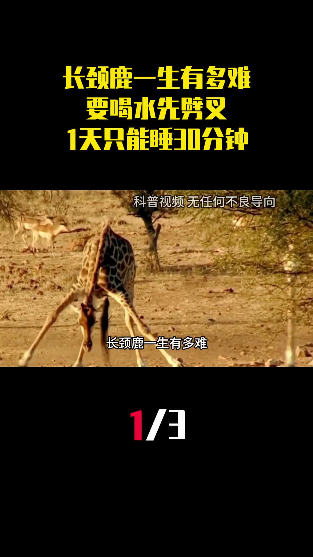 长颈鹿一生有多难要喝水先劈叉1天只能睡30分钟1